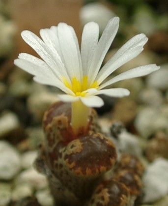 Conophytum pellucidum
