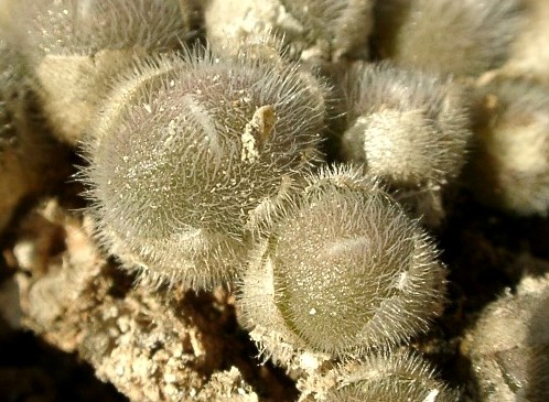 Conophytum stephanii