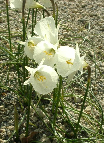 Narcissus cantabricus ssp.monophyllus