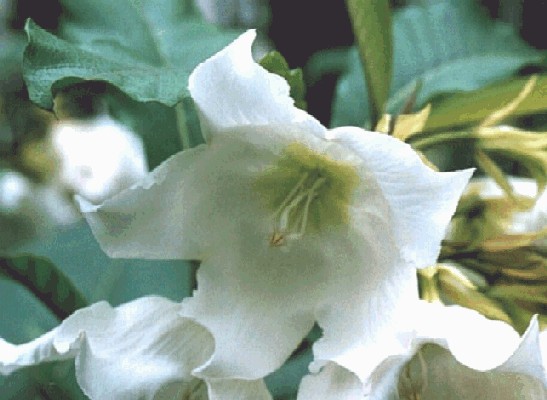 Beaumontia multiflora(closeup of the flower)