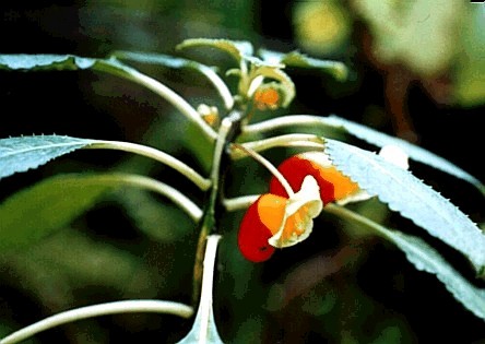 Impatiens congolensis(inflorescence)