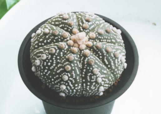 Astrophytum asterias