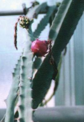 fruit of Cereus horridus