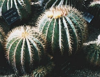 Ferocactus glaucescens(whole plant)