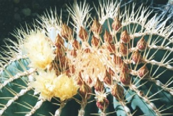 Ferocactus glaucescens(top of the plant with flowers)