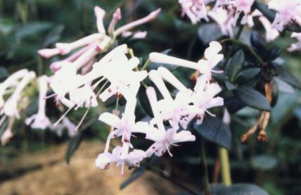 Rhododendron jasminioides