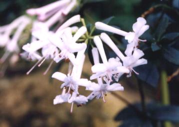 Rhododendron jasminioides