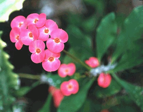Euphorbia millii var.splendens(pink form)