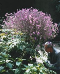 Geranium madeirense(whole plant)