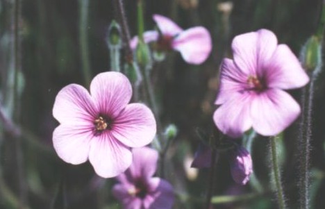 Geranium madeirense(closeup of flowers)