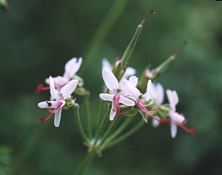 Pelargonium crassicaule. Some flowers and a couple of unripe fruits are seen.