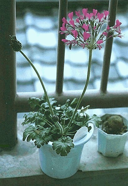 Pelargonium incrassatum(whole plant)