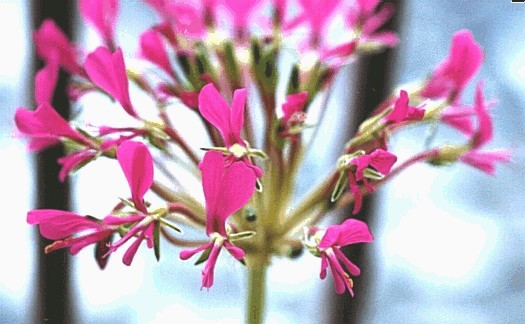 Pelargonium incrassatum(closeup of flowers)