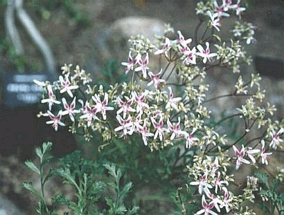 Pelargonium sp.(?P.crithmifolium)