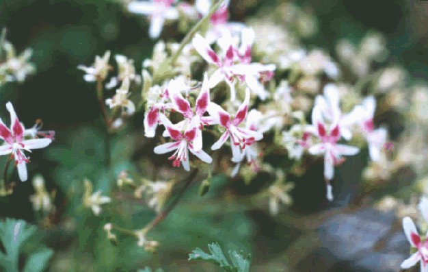 Pelargonium sp.(?P.crithmifolium)