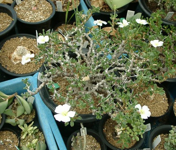 Sarcocaulon vanderietiae(Whole Plant)