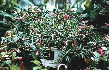 Columnea linearis(whole plant)