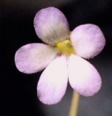 Pinguicula agnata(flower)