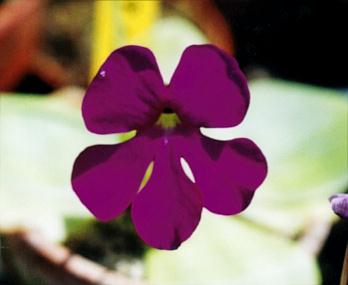 Pinguicula colimensis(flower)