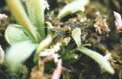 Pinguicula vallisneriifolia(closeup of a flower)