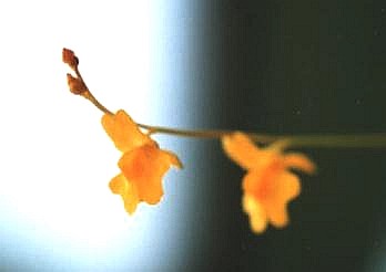 Utricularia chrysantha