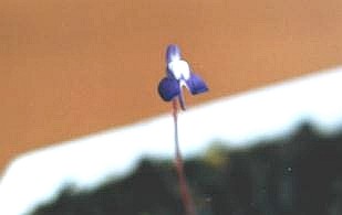 Utricularia leptoplectra(minute plant)