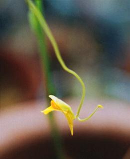 Utricularia prehensilis