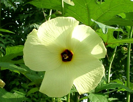 Abelmoschus manihot(closeup of a flower)