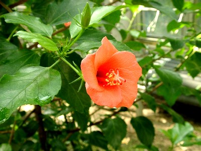 Hibiscus liliflorus