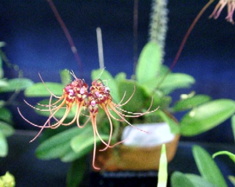 Bulbophyllum gracilimum