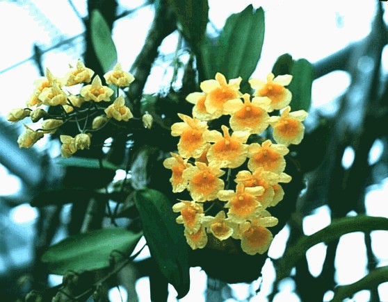 Dendrobium aggregatum