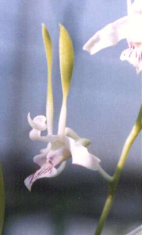 Dendrobium antennatum(oblique closeup of a flower)