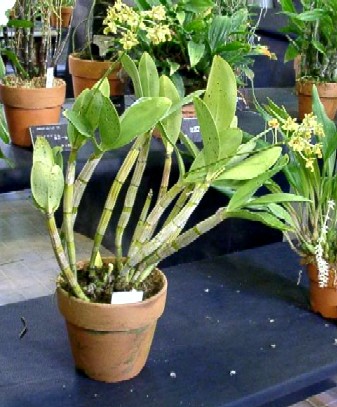 Dendrobium bifalce