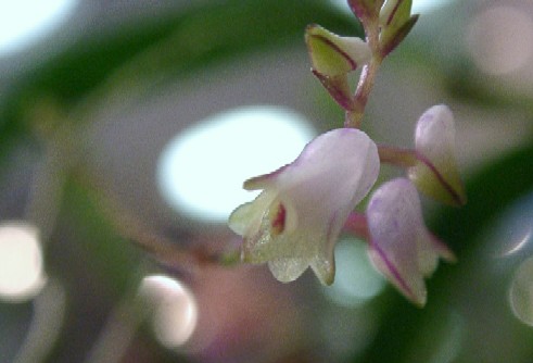 Dendrobium purpurascens