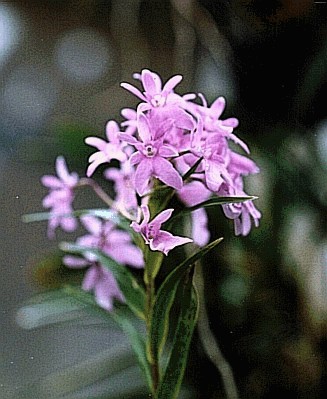 Epidendrum centradenium