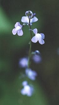 Linaria canadensis