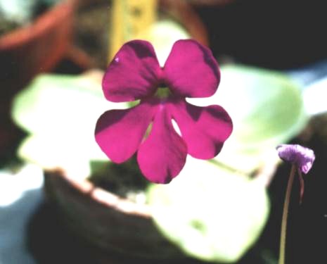 Pinguicula colimensis(flower)