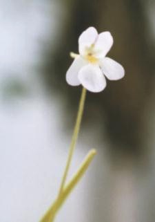 Pinguicula vallisneriifolia(closeup of a flower)